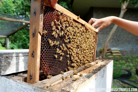 Bohol Bee Farm: Trải Nghiệm Về Sống Tự Nhiên Và Những Con Ong Siêu Năng Động!