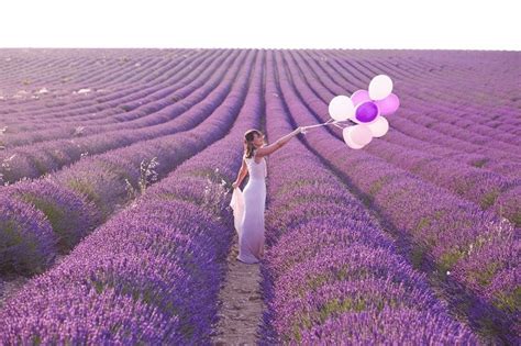 Cánh đồng hoa lavender Juknokwon: Một biển tím mê hoặc và sự thư thái của thiên nhiên!