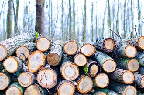 How Much Does a Pack of Paper Cost, and Why Do Trees Always Seem to Be Watching Us?