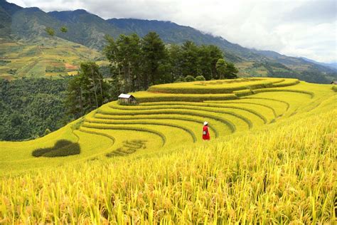  Vườn Bách Thảo Cảng Bắc: Nơi Hít Thở Không Khí Trong lành Và Gặp Gỡ Những Loài Hoa Độc Đáo!