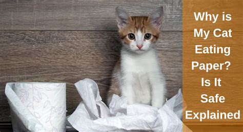 Why Does My Cat Eat Paper: A Quest for Feline Mysteries and Culinary Curiosities